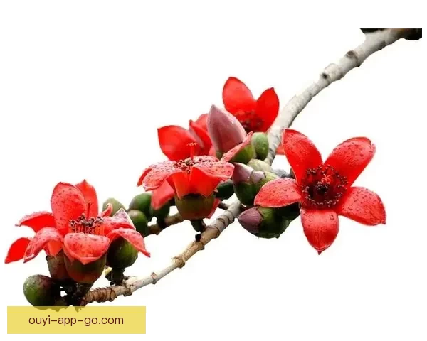 小卡：充满必胜信念 无论对手强大我们都无所畏惧